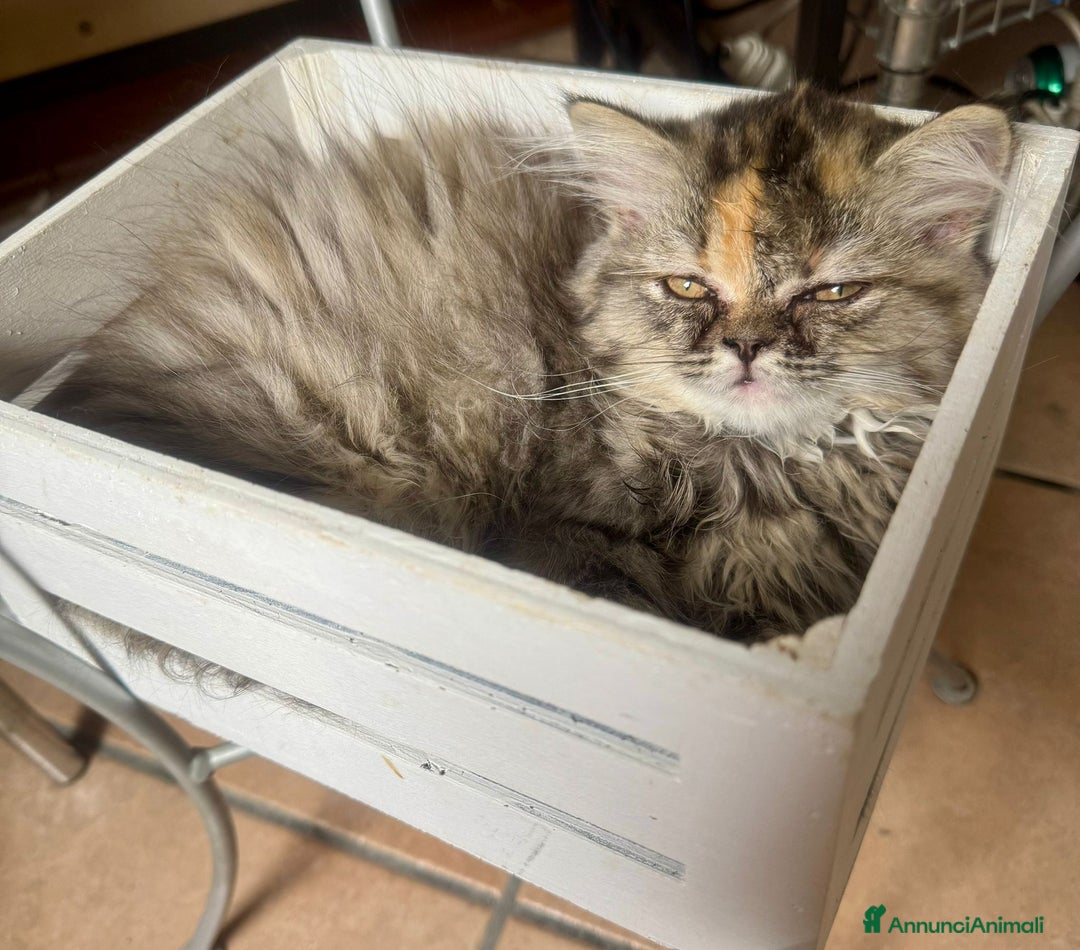 Persiano gatti in vendita: Gattina persiana normotipo tortie smoke a Provincia di Reggio Emilia - Immagine 4