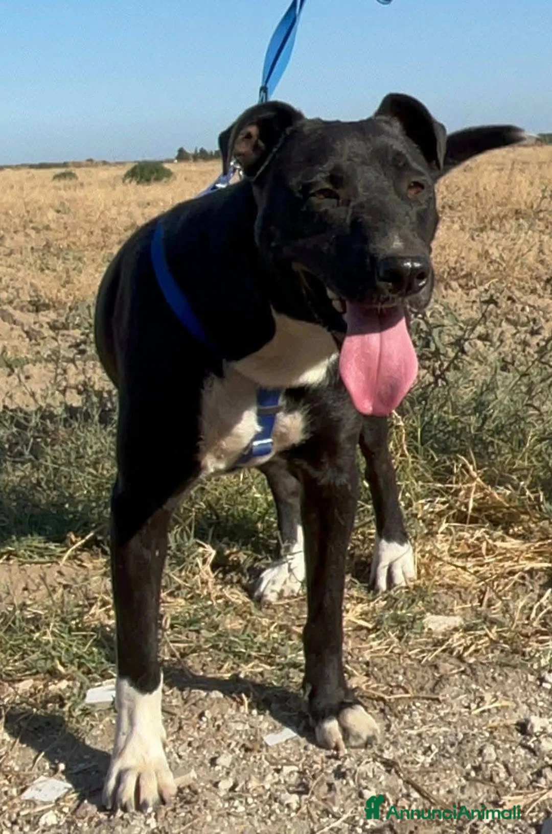 Meticcio cani in regalo: Dylan - Annuncio 4