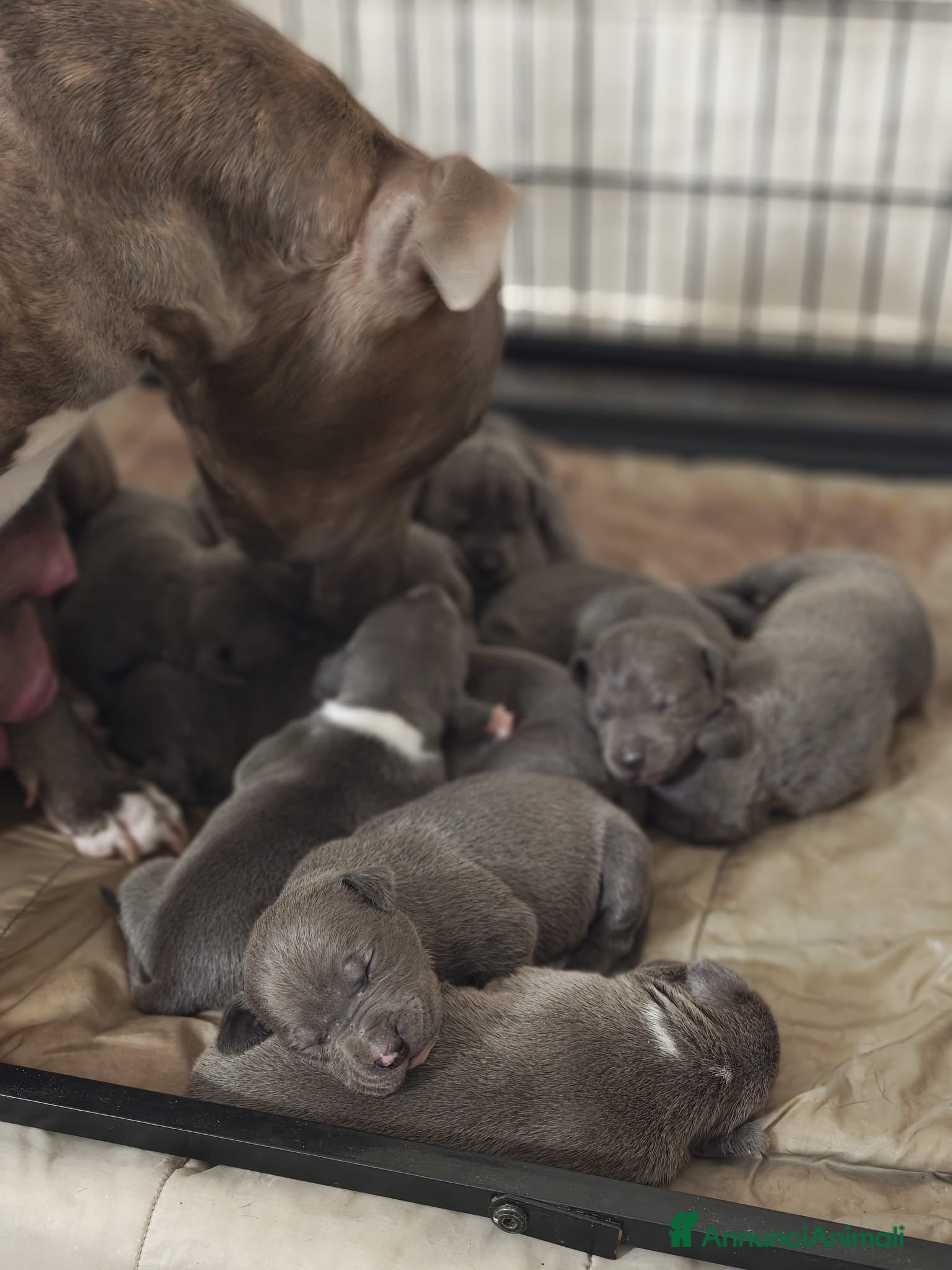 Pitbull cani Cuccioli APBT Blue nose bridge/ Blue  - Annuncio 1