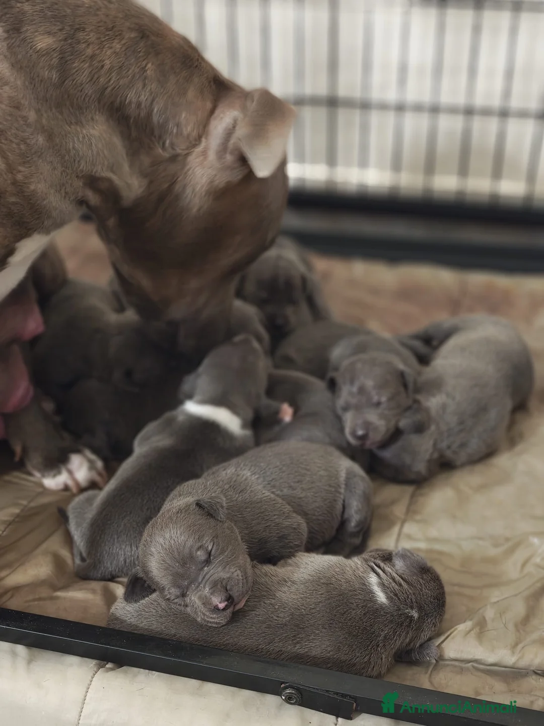 Pitbull cani in vendita: Cuccioli APBT Blue nose bridge/ Blue  - Annuncio 1