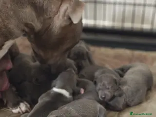 Pitbull cani Cuccioli APBT Blue nose bridge/ Blue - Annuncio 1