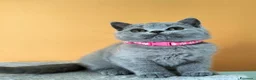 British gatti in vendita: Cuccioli British Shorthair  - Annuncio 2