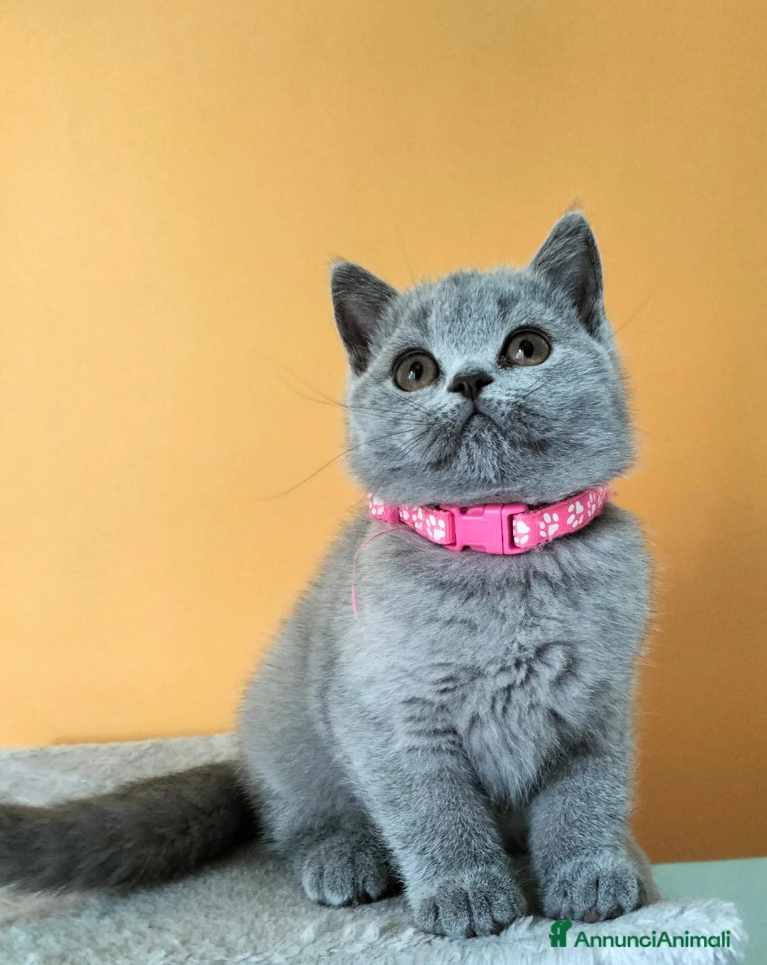 British gatti in vendita: Cuccioli British Shorthair  - Annuncio 2