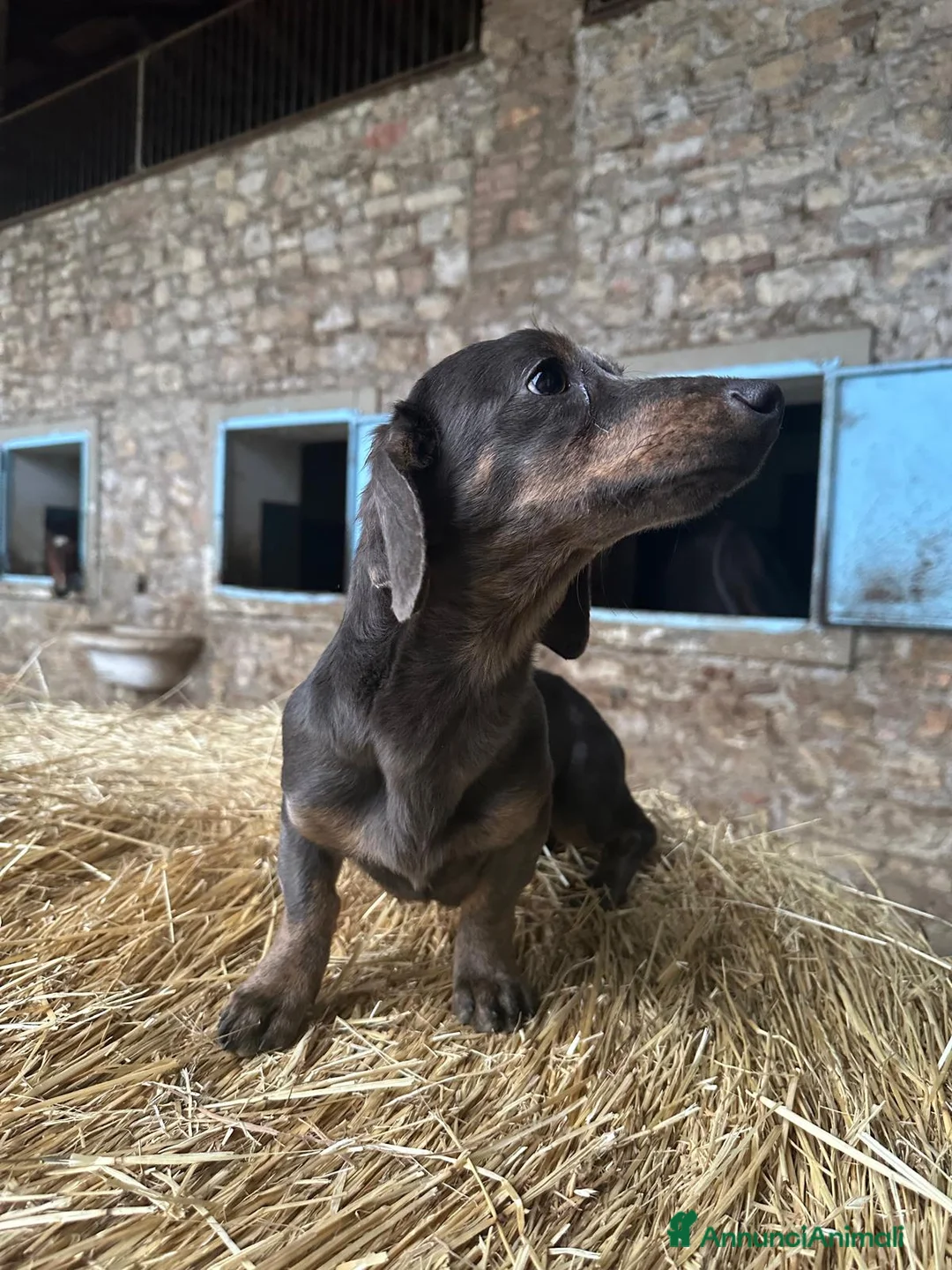 Bassotto cani in vendita: Bassotta in vendita - Annuncio 3