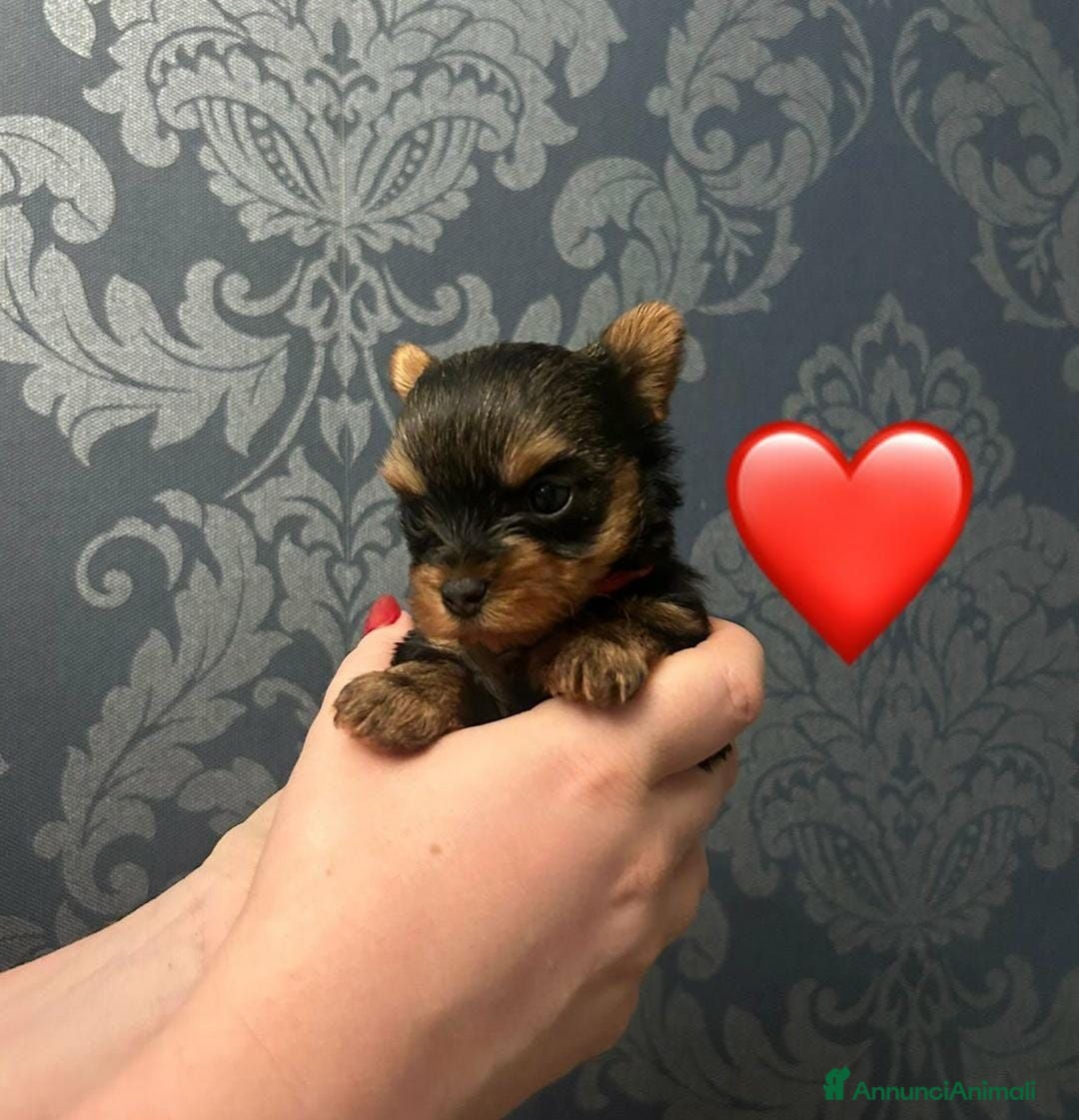 Yorkshire cani Cuccioli di Yorkshire Terrier - Annuncio 1