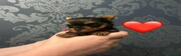 Yorkshire cani in vendita: Cuccioli di Yorkshire Terrier - Annuncio 1