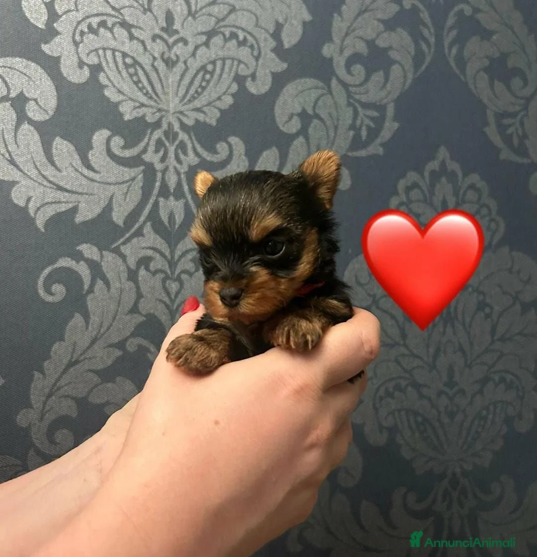 Yorkshire cani in vendita: Cuccioli di Yorkshire Terrier - Annuncio 1