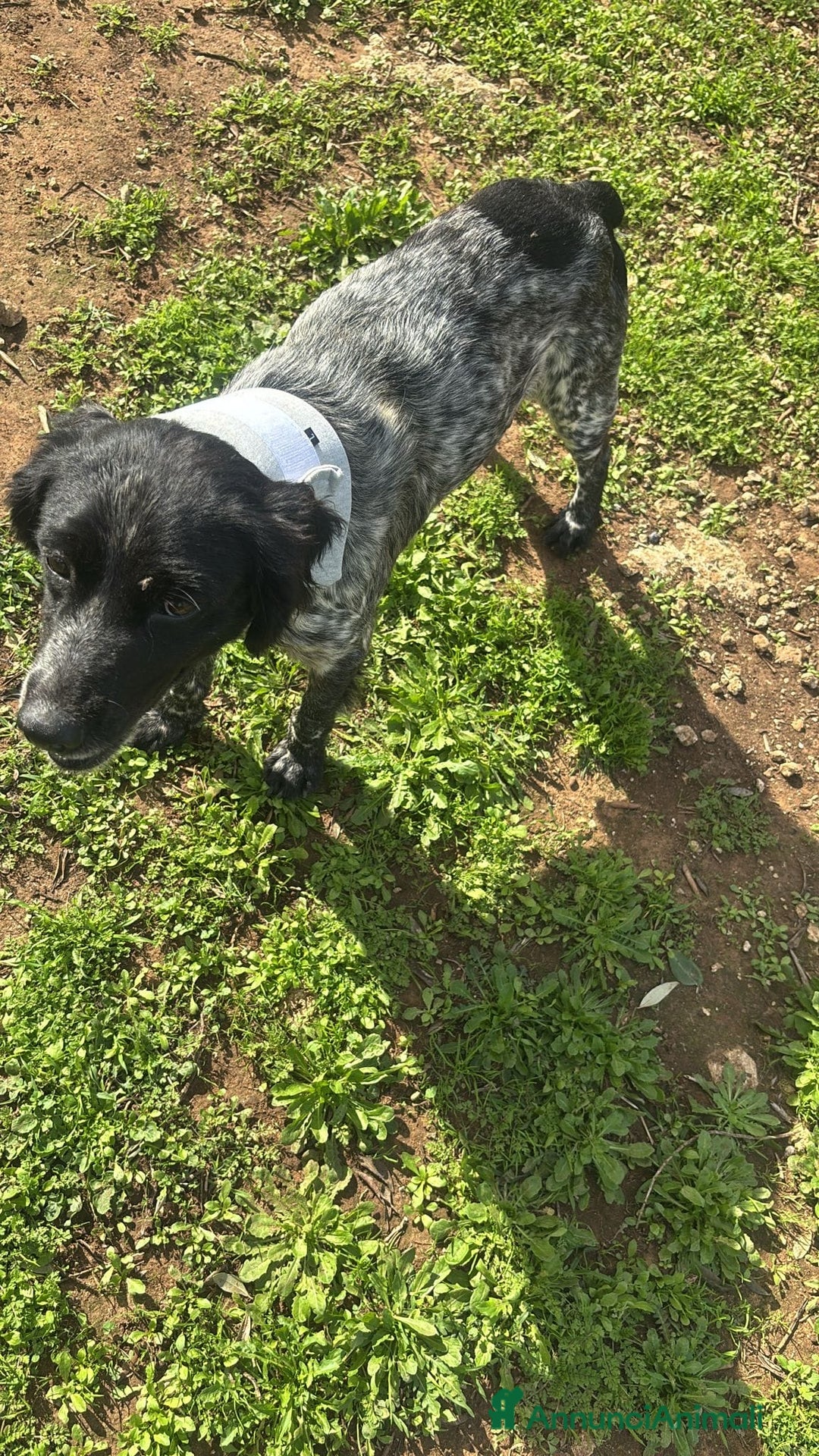 Breton cani in regalo: ADOZ.del cuore:dolcissimo vuole una famiglia  sua! - Annuncio 4