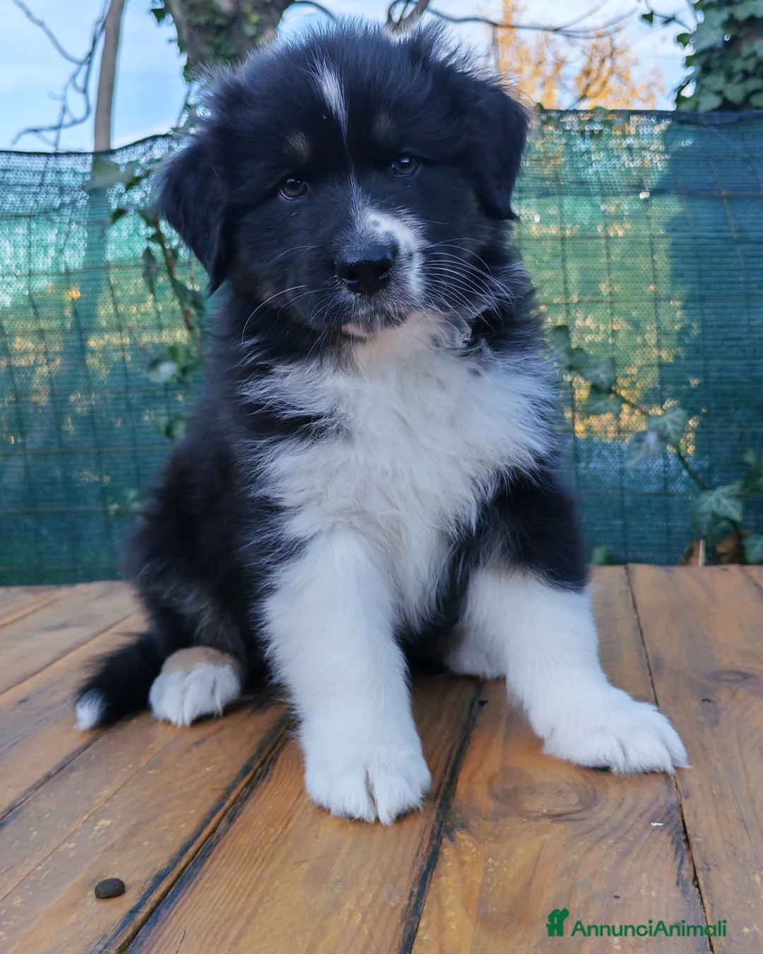Australian Shepherd cani in vendita: Amorevoi Cuccioli Pastore Australiano (Aussi) - Annuncio 6