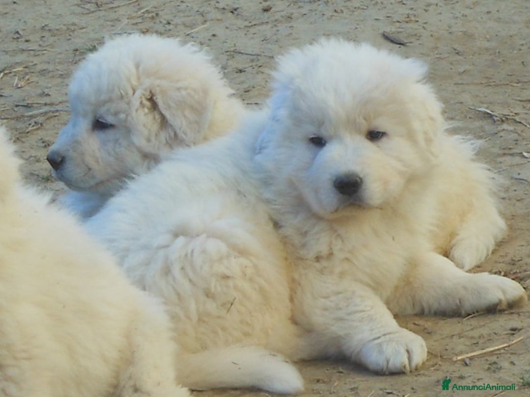 Pastore Maremmano cani in vendita: cuccioli di pastore maremmano abruzzese  - Annuncio 8