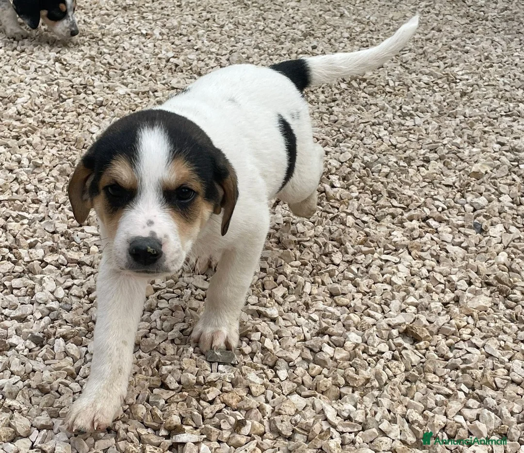 Meticcio cani in regalo: ORIONE E COSMO - Annuncio 1