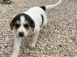 Meticcio cani ORIONE E COSMO - Annuncio 7