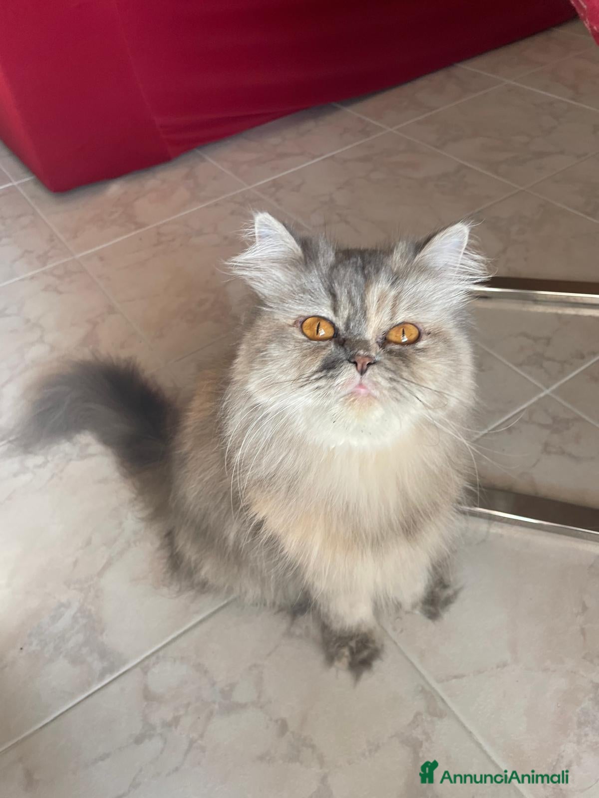 Persiano gatti Splendidi cuccioli di gatto persiano - Annuncio 3