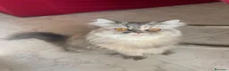 Persiano gatti in vendita: Splendidi cuccioli di gatto persiano - Annuncio 1