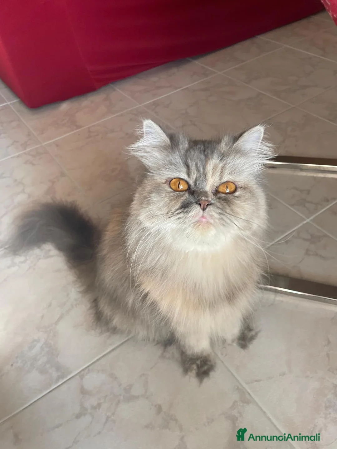 Persiano gatti in vendita: Splendidi cuccioli di gatto persiano - Annuncio 1