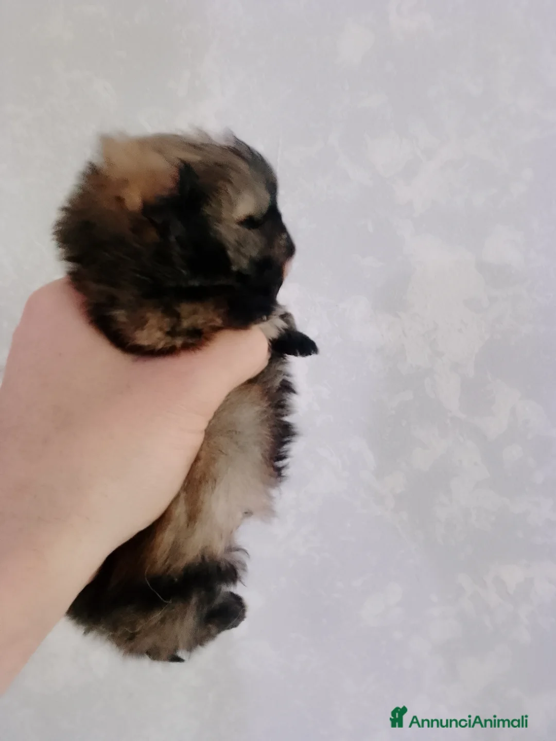 Volpino Pomerania cani in vendita: Volpino Pomerania  - Annuncio 4