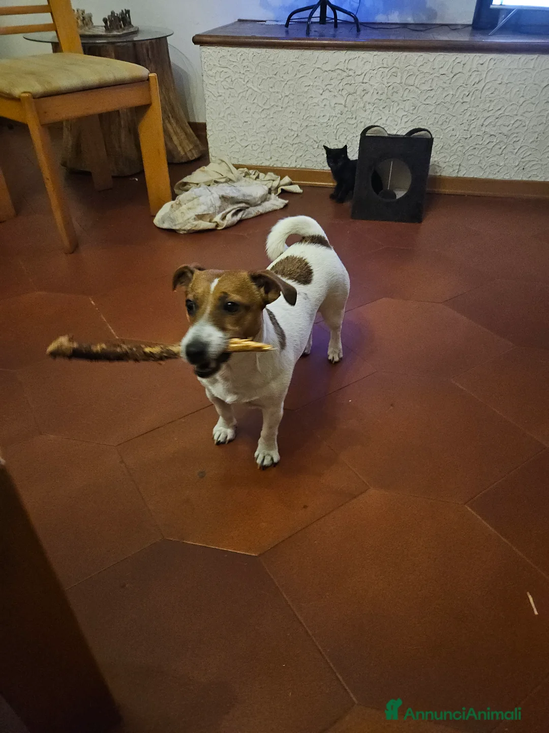 Jack Russell cani in vendita: Stupendi cuccioki di Jack Russel - Annuncio 16