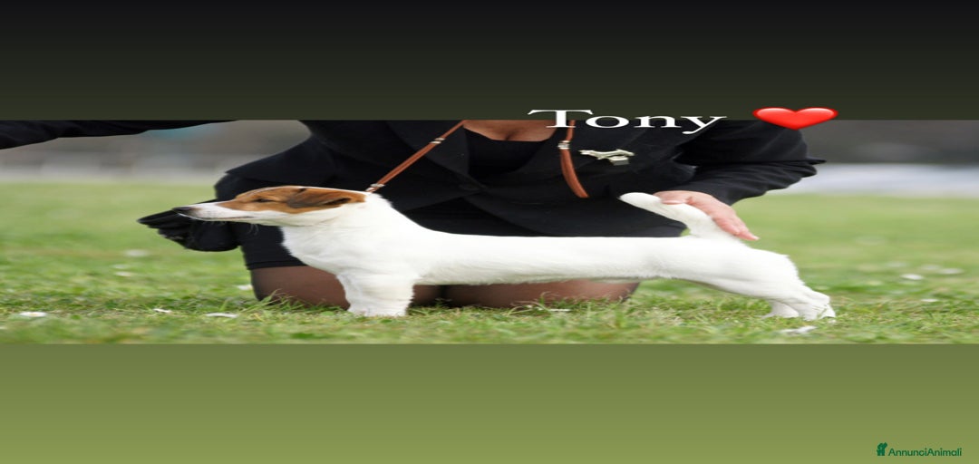 Immagine della galleria {{count}}