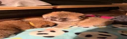 Akita Inu cani in vendita: Akita inu fulvo  a Provincia di Verona - Annuncio 4