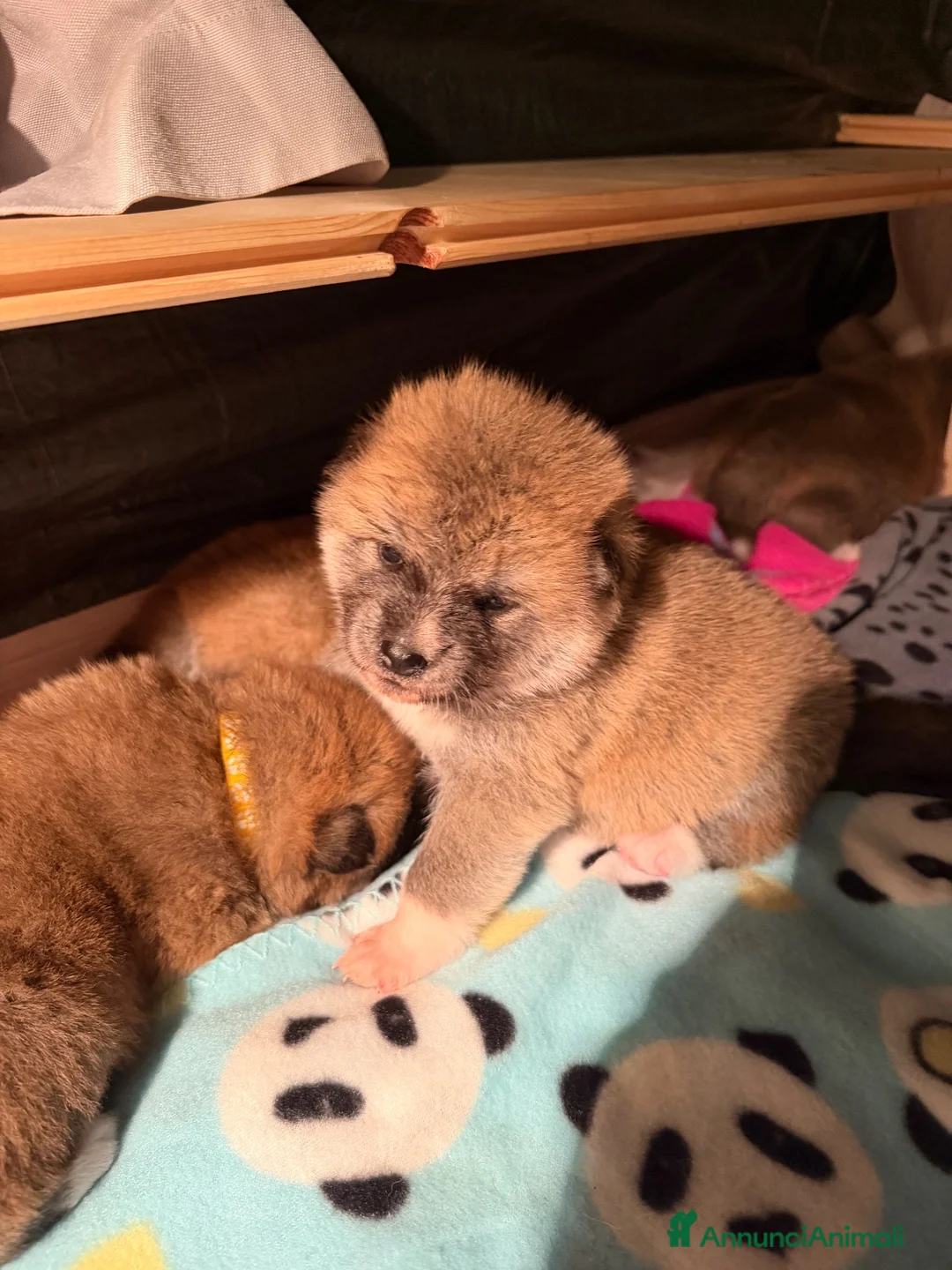Akita Inu cani in vendita: Akita inu fulvo  a Provincia di Verona - Annuncio 4