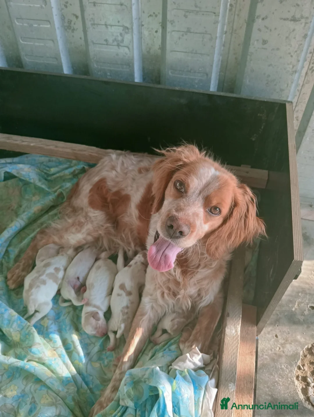 Breton cani in vendita: Breton Epagneul - Annuncio 4