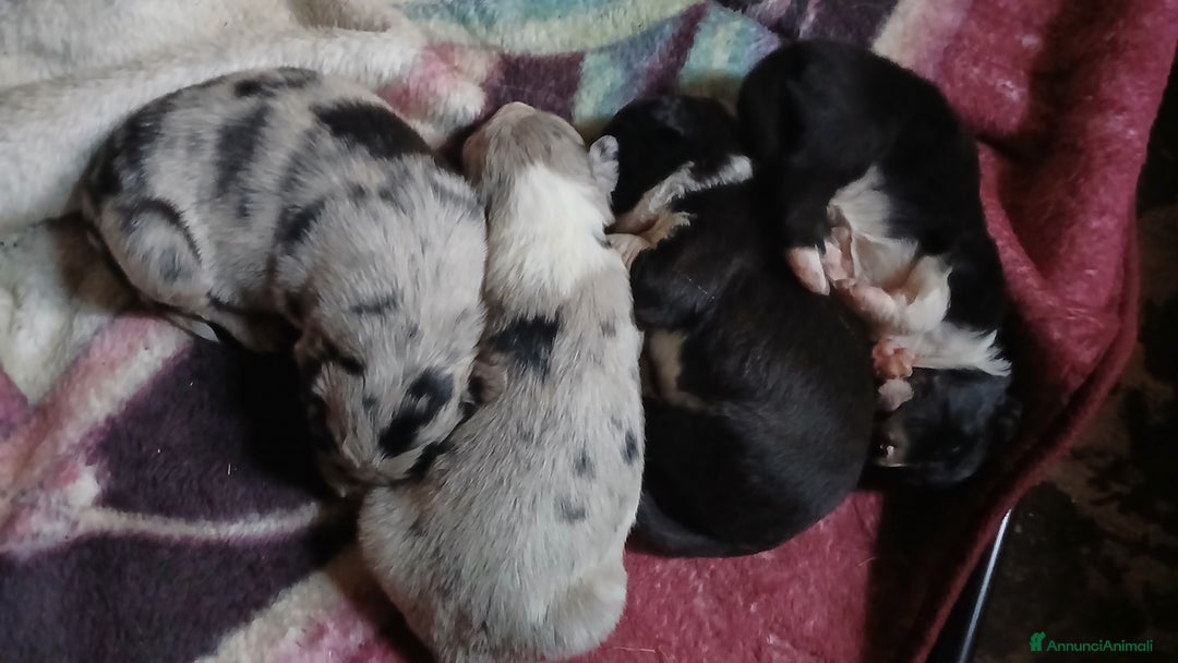 Meticcio cani in vendita: cuccioli pastore australian collie - Annuncio 9