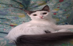 Europeo gatti in regalo: iss Frangetta e Pandino 💕 - Immagine 2