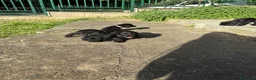 Cocker cani in vendita: Cuccioli di cocker nero - Annuncio 5