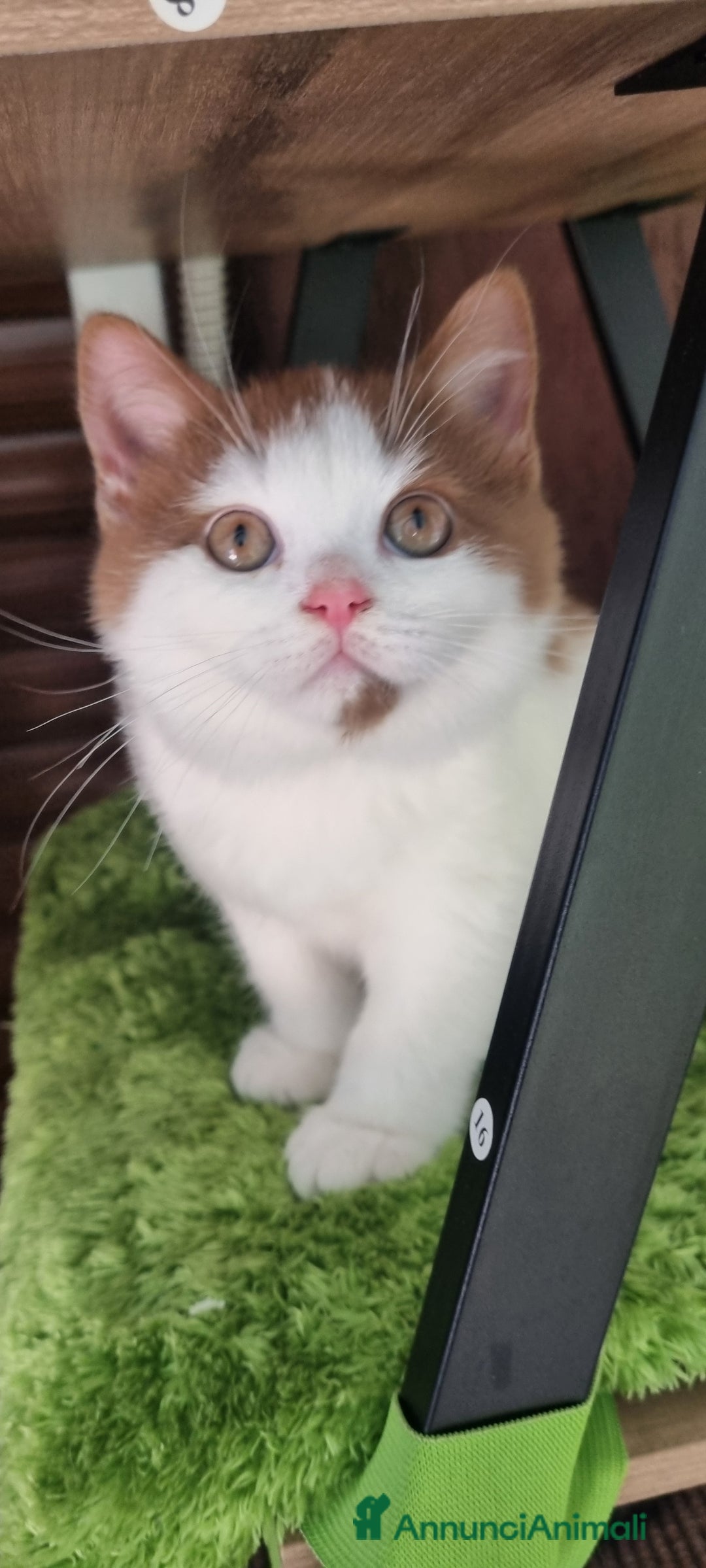 British gatti in vendita: British shorthair  - Annuncio 4