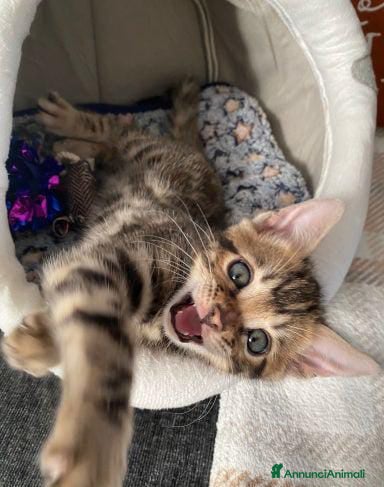 Bengala gatti Gattina Bengala - Annuncio 1