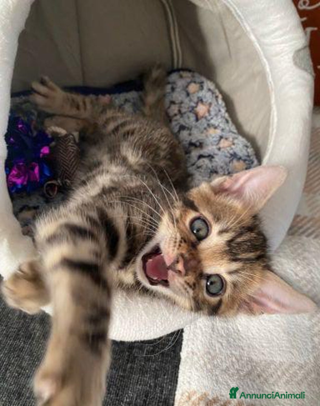 Bengala gatti in vendita: Gattina Bengala - Annuncio 1