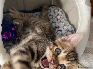 Bengala gatti Gattina Bengala - Annuncio 17