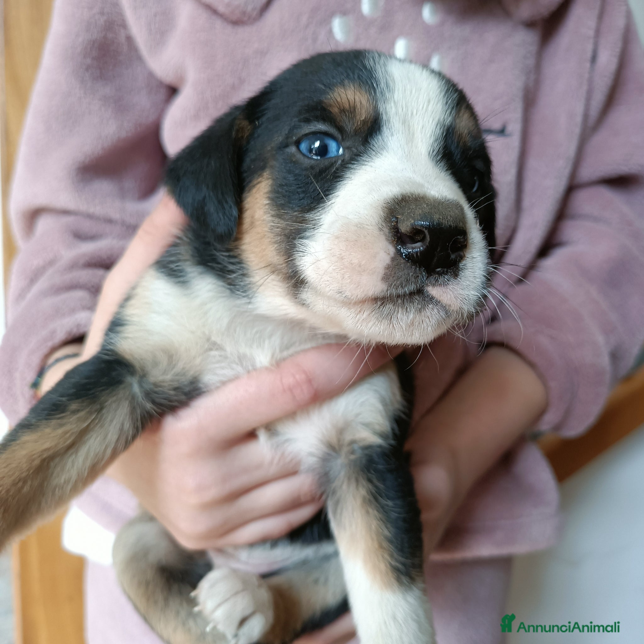 Meticcio cani Cucciolo di bracco/segugio da tartufi/caccia  - Annuncio 10