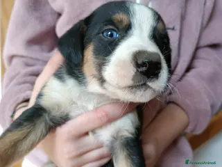 Meticcio cani Cucciolo di bracco/segugio da tartufi/caccia - Annuncio 10