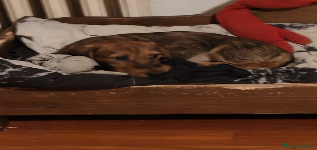 Immagine della galleria {{count}}