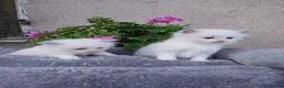 Ragdoll gatti in vendita: Ragdoll gattini - Annuncio 4