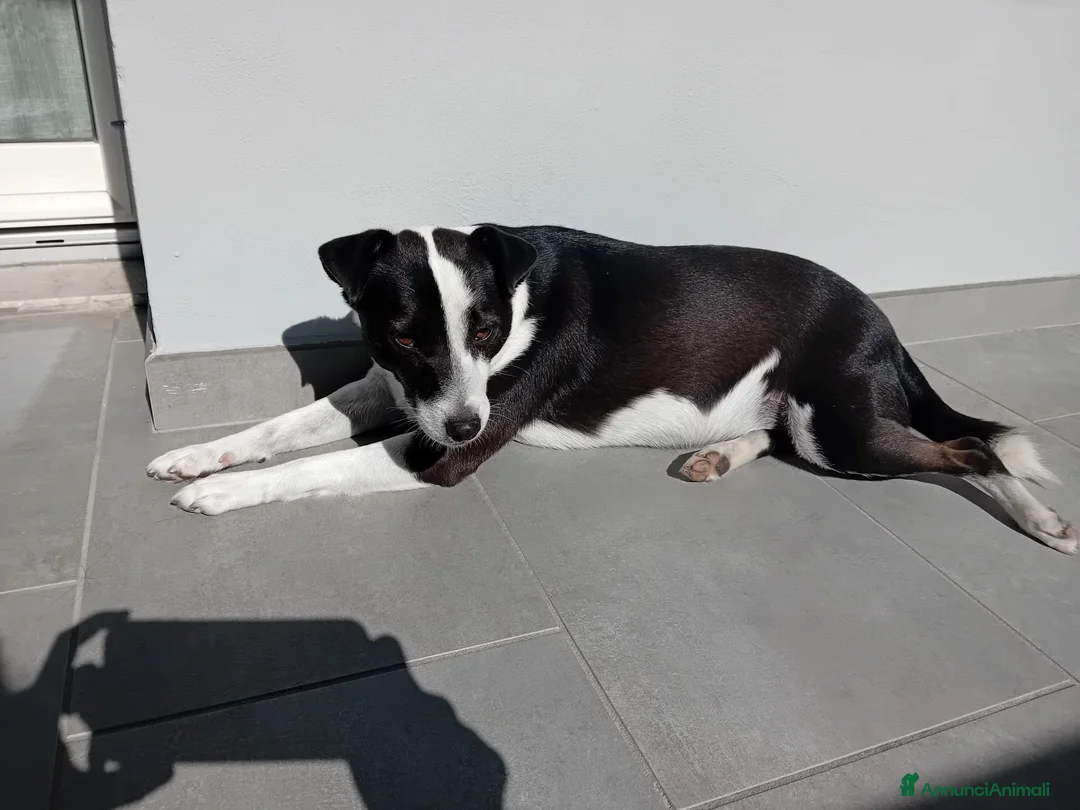 Meticcio cani in regalo: Spillo meticcio - Annuncio 2