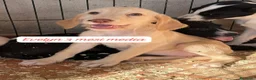 Meticcio cani in regalo: Meticci dolcissimi da salvare - Annuncio 3
