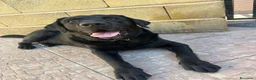 Labrador cani in regalo: Ettore dolcissimo labrador nero - Annuncio 2