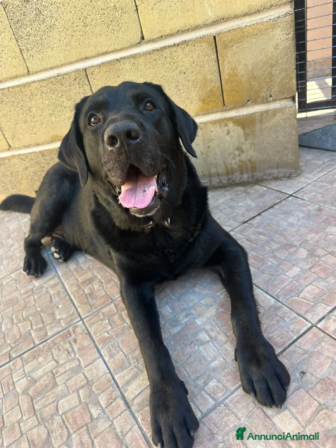 Labrador cani in regalo: Ettore dolcissimo labrador nero - Annuncio 2
