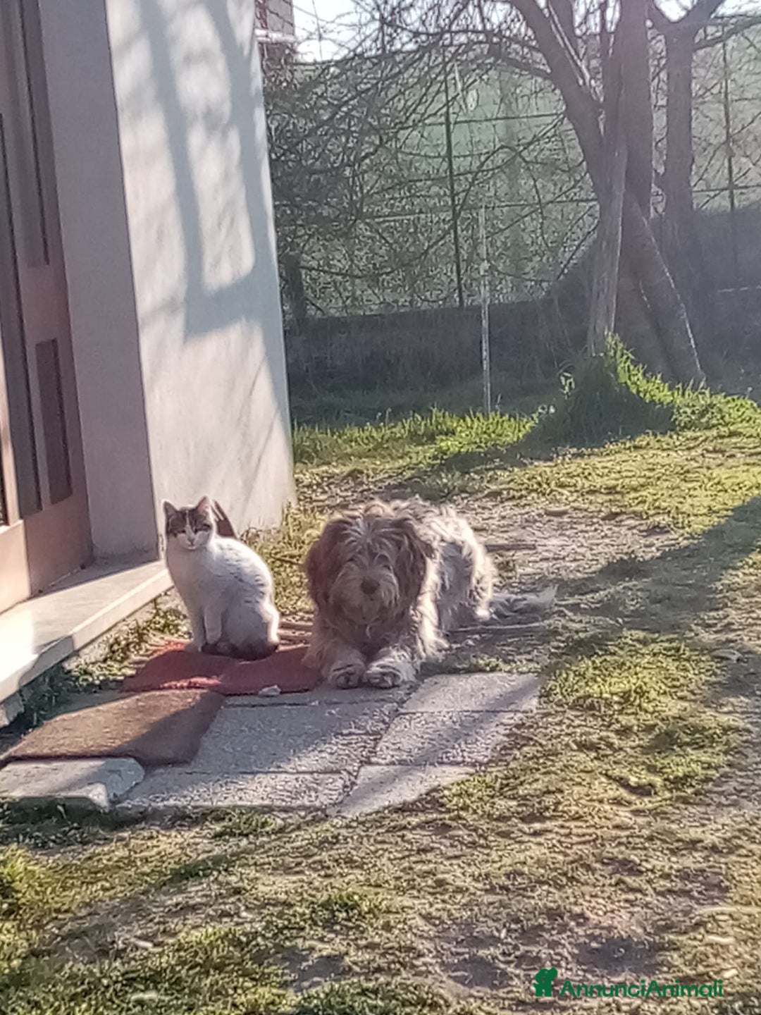 Lagotto cani in regalo: Oscar  - Annuncio 3