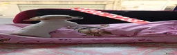 Chihuahua cani in vendita: CHIHUAHUA stupenda e tutta vaccinata  - Annuncio 3