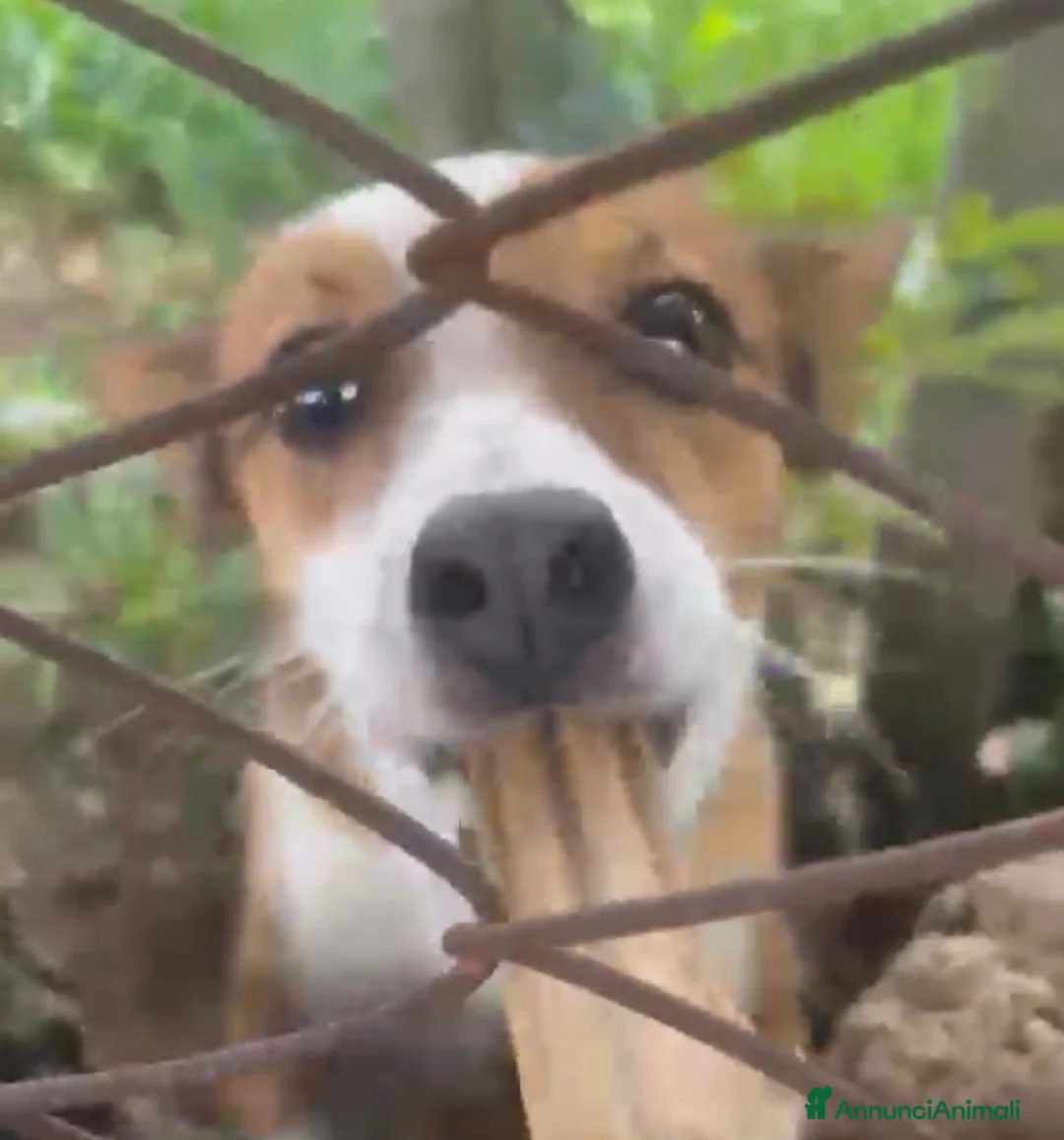 Meticcio cani in regalo: Maschietto tg piccola  - Annuncio 5