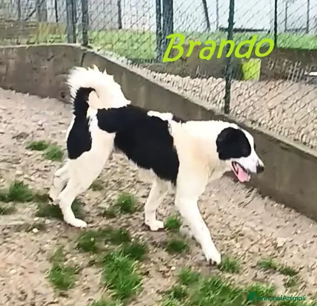 Meticcio cani in regalo: BRANDO buono e giocherellone a Provincia di Cuneo - Annuncio 5