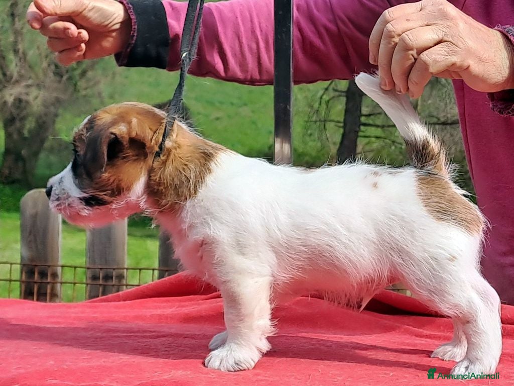 Jack Russell cani Cuccioli Jack Russell ruvido - Annuncio 2