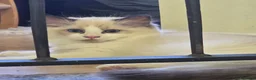 Ragdoll gatti in vendita: Cuccioli di Ragdoll, 3 Mesi, Genitori con Pedigree - Annuncio 4