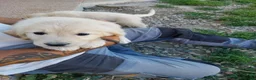 Golden Retriever cani in vendita: Golden Retriever linea Inglese a Provincia di Pavia - Annuncio 8