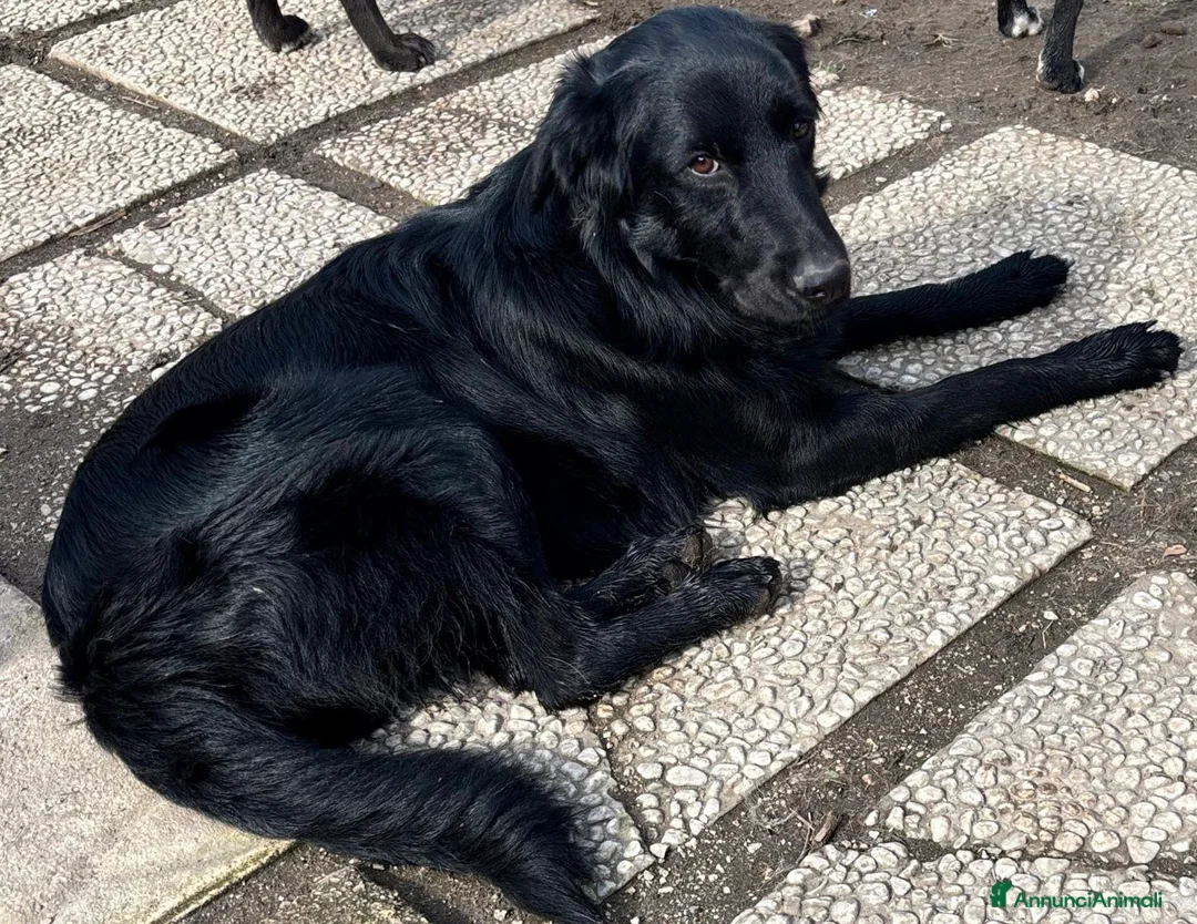 Golden Retriever cani in regalo: Un golden x te - Annuncio 1