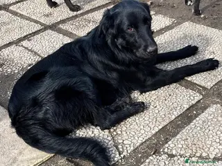 Golden Retriever cani Un golden x te - Annuncio 1