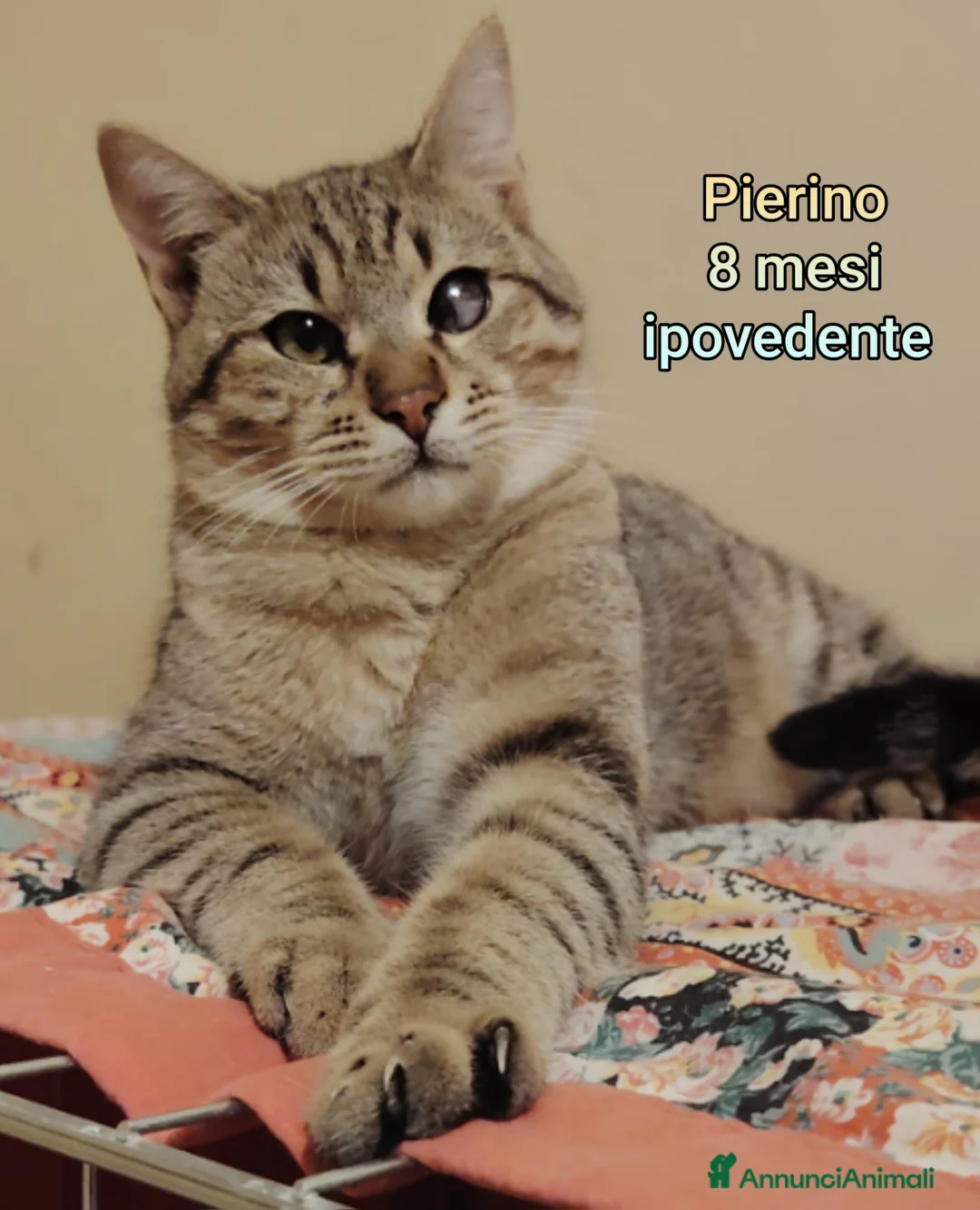 Europeo gatti in regalo: GATTINI ABBANDONATI: EMERGENZA  - Annuncio 6